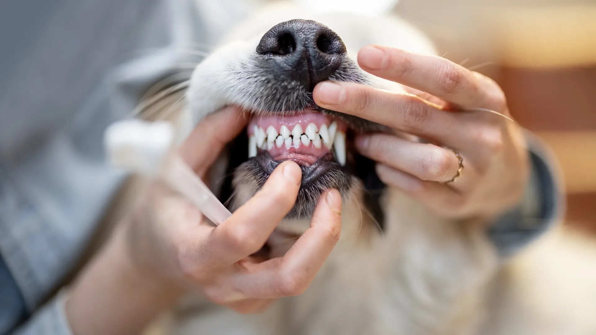 higiene bucal em cachorros