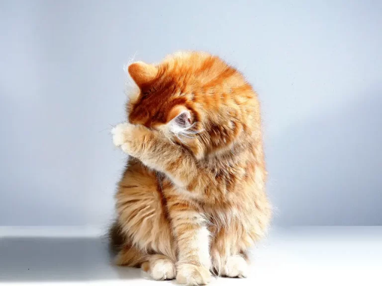 Bola de pelo em gatos, como evitar!