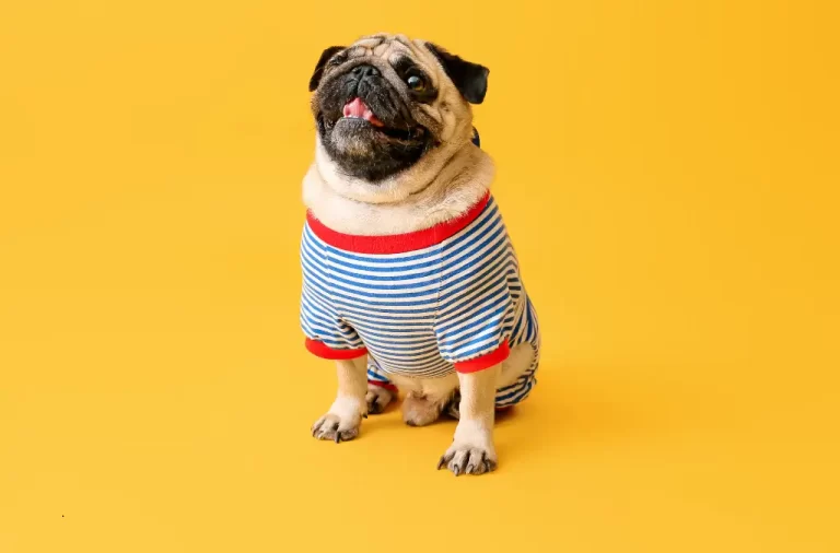 Roupas e acessórios sustentáveis para cães: Guia Completo e Dicas Essenciais
