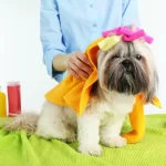 Banho e tosa Shih Tzu Boqueirão Praia Grande