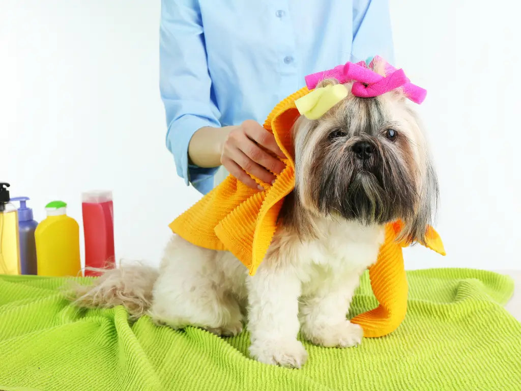 Banho e tosa Shih Tzu Boqueirão Praia Grande