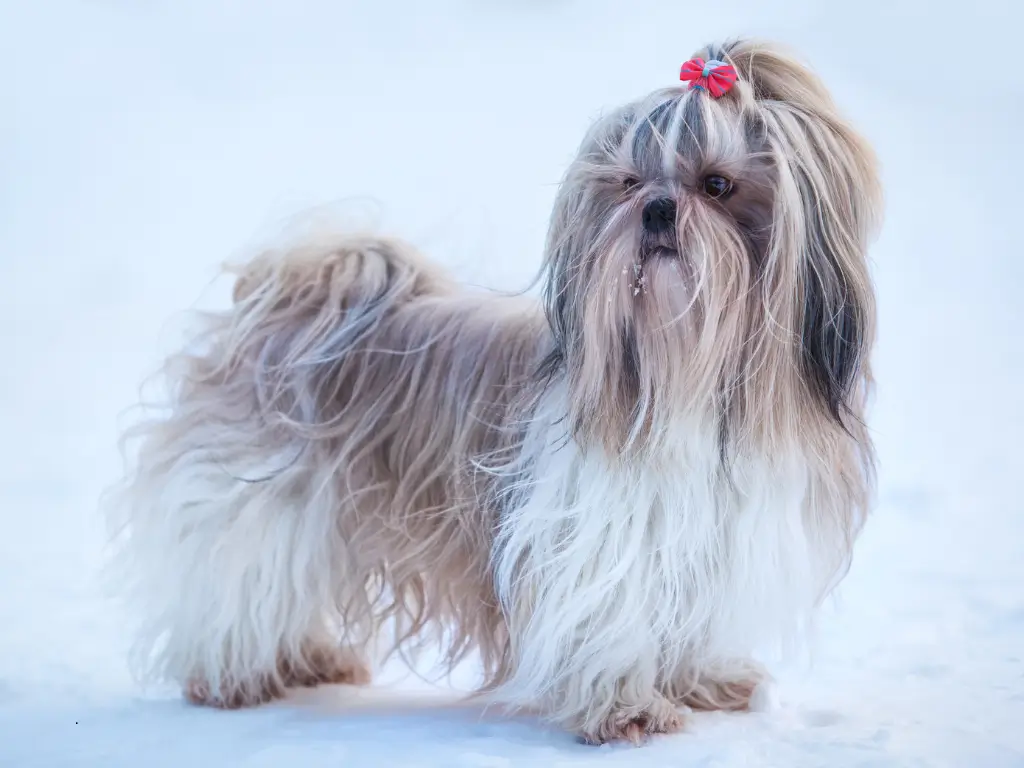 Banho e tosa Shih tzu