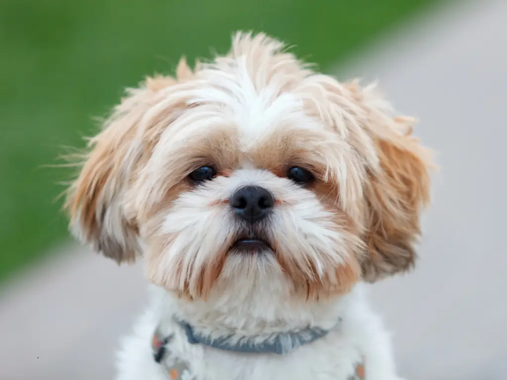Shih Tzu