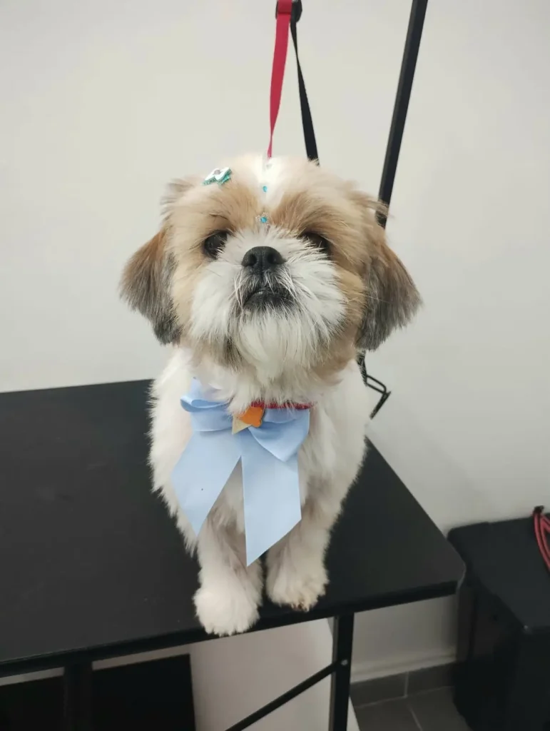 Cão de pequeno porte com laço azul sobre mesa de tosa, usando guia para grooming.
