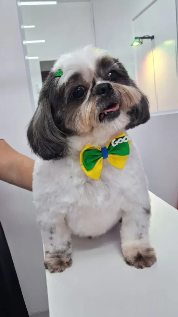Cão de pequeno porte após banho e tosa, usando laço verde e amarelo em uma mesa de pet shop.