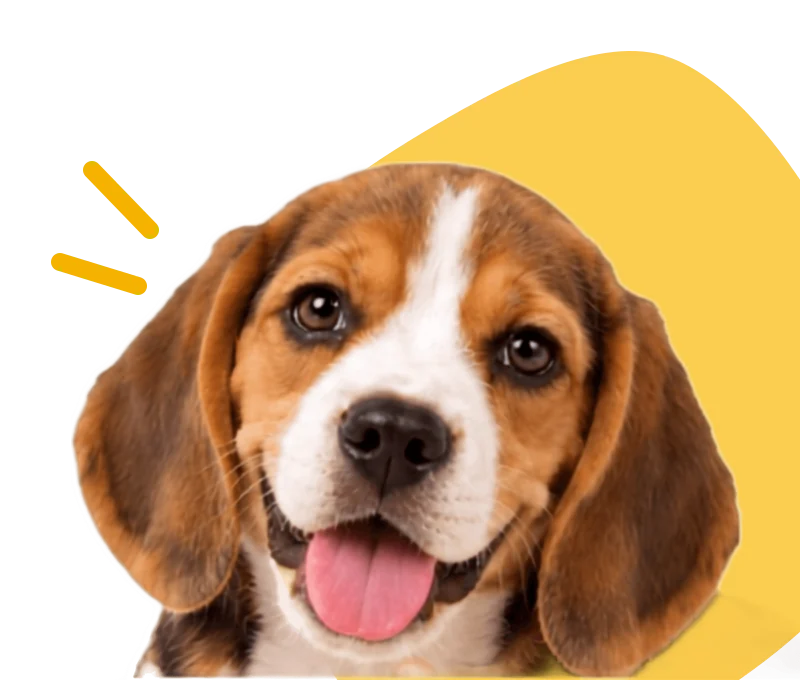 Filhote de beagle sorrindo