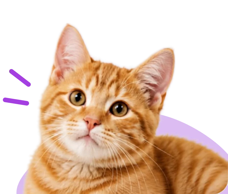 Gato laranja olhando para a câmera