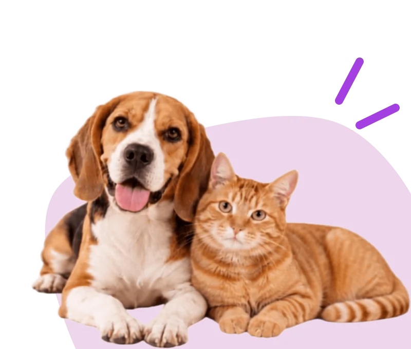Cachorro beagle e gato laranja juntos