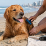 Areia no Pelo do Cachorro: como cuidar depois de um passeio na praia